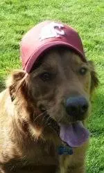 Dog Day at Bailey-Brayton