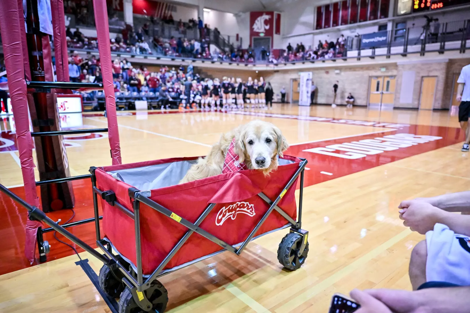Washington State volleyball fell, 3-0, to eighth-ranked Stanford on Friday, Oct. 28, 2022, in Bohler Gym.
