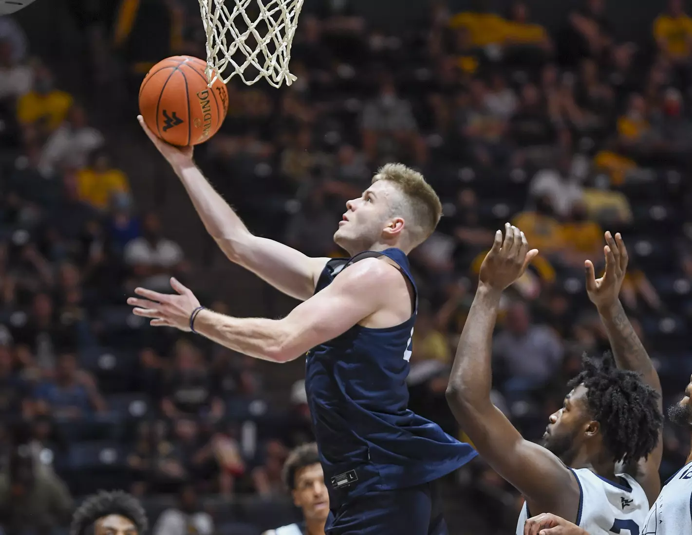 Gold Blue Debut action.