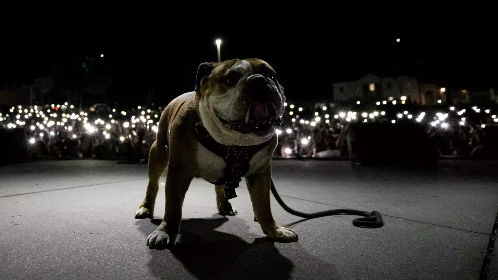 Mississippi State Official Athletics site